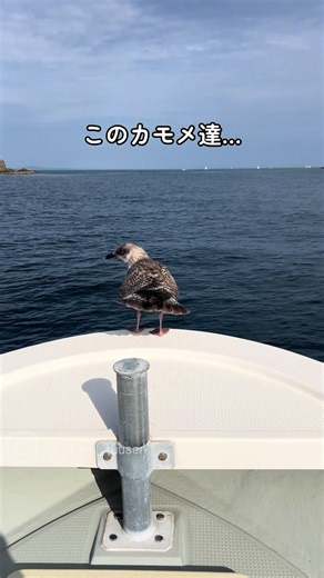流行りに乗りたい子達⌒(ё)⌒ #カモメ #小樽 #青の秘境クルーズ #サカナクション #夜の踊り子