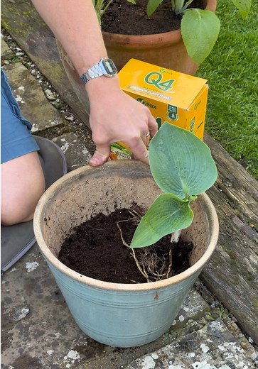 How to Plant a Hosta Pot 🪴 Garden Tutorial