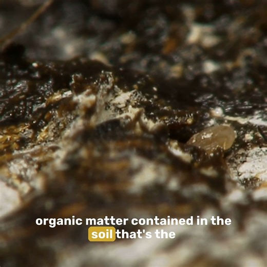 2.2K views · 60 reactions | Explore the hidden world of subterranean bugs—the silent architects shaping the very ground we walk on!  Watch Now: #SecretLifeUnderground  https://curiosity.tv/4jmcy29 | Curiosity Stream | Facebook