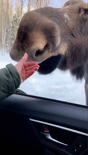 An adult moose approaches the car and allows itself to be petted