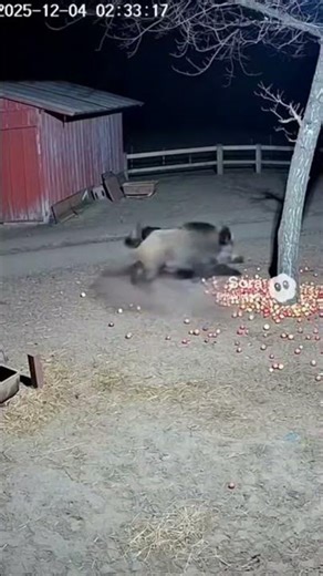 . Dog Tries to Chase Giant Boar… Instantly Regrets It | Real Footage #amazingdogs #doggone #realdog