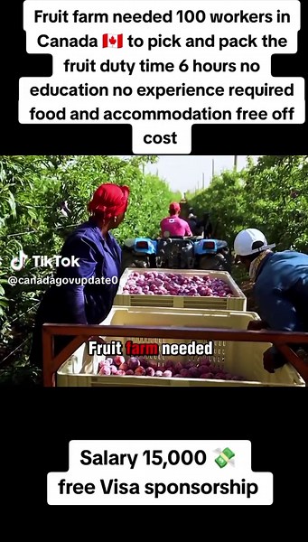 100 Workers Needed for Fruit Farm Jobs in Canada