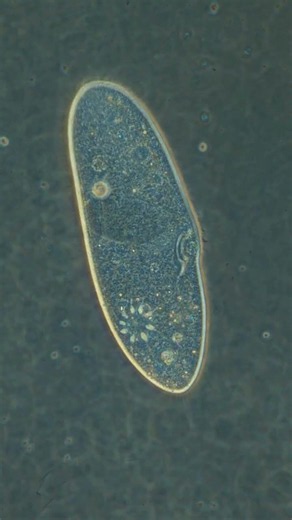 Paramecium Under Microscope 🔬 | Contractile Vacuoles in Action
