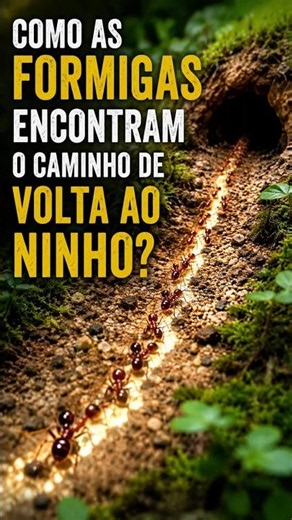 🐜 Como as Formigas Encontram o Caminho de Volta ao Ninho?