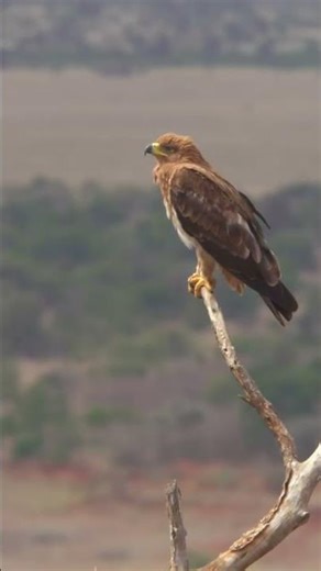 This Eagle Stare in 4K Is Unreal 🦅 #shorts
