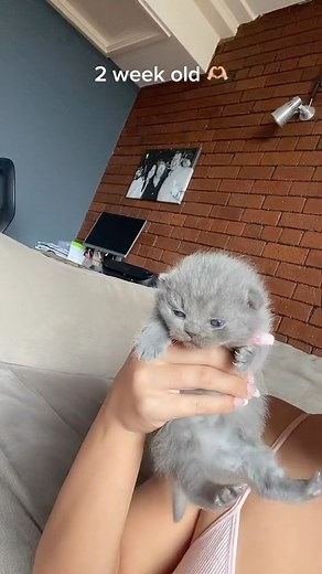 @truflycats | They grow up way to fast 梁殺 Follow @truflycats Follow @truflycats All credit goes to the owners! ✅ #kittens #kittenlovers... | Instagram