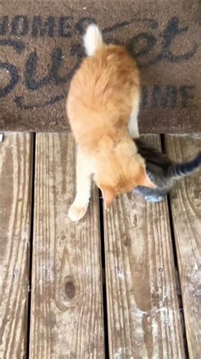 #catvideos #wwe #puppy