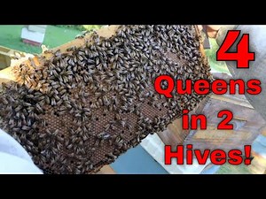 🔵The BEST beekeeping tool that you've probably never heard of!