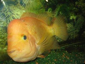 Red Devil Cichlid Story