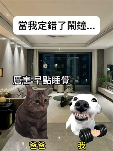 【😺CatDramaCorner】當我定錯了鬧鐘... #cat #貓meme小劇場 #00後 #shorts #shortvideo #funny cat videos