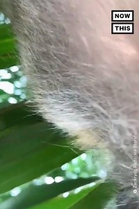 A long-tailed macaque monkey left a series of selfies on a phone that it stole from a man in Johor, Malaysia. Muhammad Zackrydz bin Mohd Rodzi woke up to a missing phone, and eventually found it a couple of days later in his backyard. ‘Then, I open my gallery, and boom! A gallery full of monkey photos,’ Rodzi said. 🐒 | NowThis