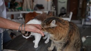 Visitor cat cafe feeding two cats with dry food granules from hand palm. Beautiful domestic feline kitten. Manwoman giving food to pet at home. Feeding pet concept. Shooting in slow motion.