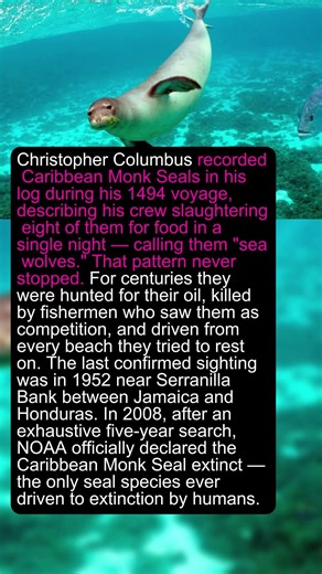 Columbus Saw Them on His First Voyage. 500 Years Later, Humans Had Killed Every Single One. #shorts