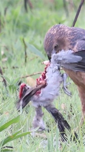 Juvenile Sparrowhawk hunting. #raptors #birds #wildlife #nature #sparrowhawk #huntingbirds
