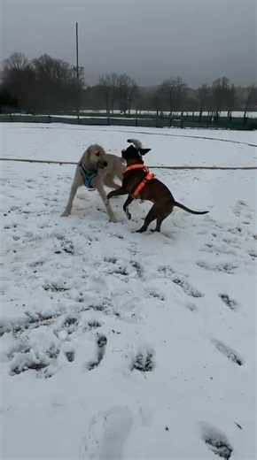 Nach der Hundeschule- hat Pavarotti und Apollo Spaß am Freilauf😊😊😊💕 | Mein Traum Irische Wolfshunde