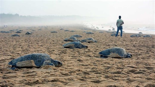 Why 900,000 Olive Ridley turtles nesting in Odisha is a conservation success story