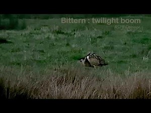 Bittern : male booming (dusk) : RSPB Otmoor