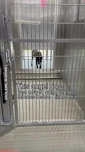 888 reactions · 137 comments | She was dropped off at the front door...