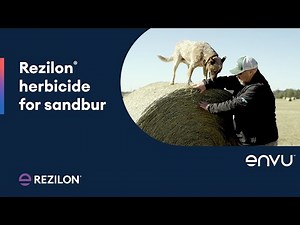 Rezilon® herbicide fights sandbur for cleaner hay