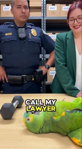 Funny PARROT Tries Workers' Comp Fraud on Camera! 🦜📉