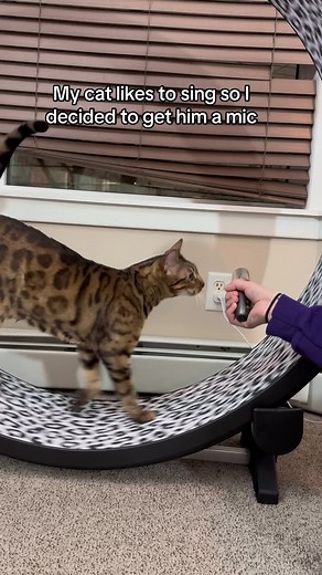 Cat Singing Remix: The Weeknd Inspired Bengal Cat Compilation