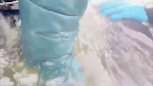 11K views · 83 reactions | Dolphins stranded on sand safely returned to water https://www.itv.com/news/utv/2023-09-01/concern-after-dolphin-mother-and-calf-rescued-from-sand-bank | UTV Northern Ireland | Facebook