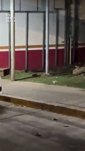 🐀 Un video difundido en redes sociales mostró la presencia de decenas de ratas en las inmediaciones del Hospital Regional de Alta Especialidad “Dr. Manuel Cárdenas de la Vega”, en #Culiacán, lo que generó preocupación entre derechohabientes por riesgos sanitarios.El @ISSSTE_mx informó que ya inició acciones para controlar la plaga, como limpieza de residuos, colocación de cebos y monitoreo del manejo de basura. Autoridades señalaron que el problema se localizó en un punto específico y que será 