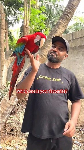 Green Wing Macaw and Severe Macaw | Choose your favourite | World's Largest and Smallest Macaw