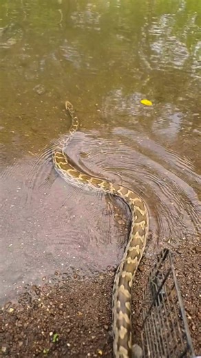 सर्पमित्र_अष्टविनायक_मोरे on Instagram: "Indian Rock Python walk.. 😱🐍.. . . . . . . #instagood #trendingreels #navimumbai #snake #cbdbelapur #ashtvinayakmore #animal #reels #explore #help #trending #viral #viralreels #trendingnow #trendingsongs #instagram #instagramreels #reel #reelitfeelit #reelinstagram #instamood #instalike #snakebites #wild #wildlife #nature #thankful"