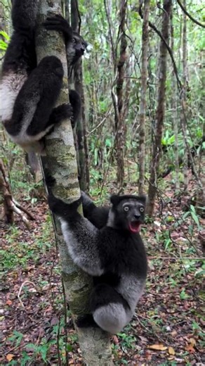 ∆∆∆§§§§...lemur sound on.....#lemur #sound #sound_on #roar #roar_sound #shorts