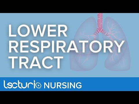 Lower Respiratory Tract Anatomy | Anatomy & Physiology for Nurses