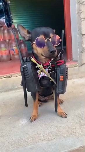 Perro Sicario: Memes, Armas, y Tendencias en México