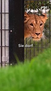 255K views · 2.9K reactions | Gänsehaut! Diese Löwin darf in die Freiheit 梁 | WELT | Facebook