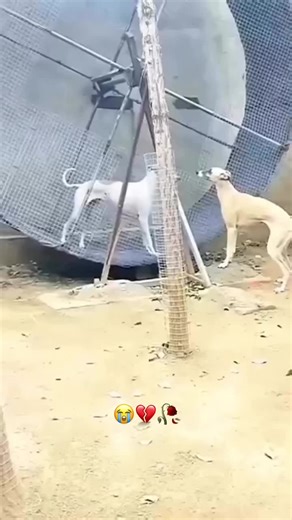 AI Brainrot on Instagram: "South Korea is using advanced piezoelectric tiles to convert the everyday footsteps of people into clean electricity. As millions move through busy places like Seoul Station, Hongdae, and Myeongdong, the pressure from each step bends the tiles slightly, creating mechanical stress that the piezoelectric material transforms into electrical energy. This power is then used to run LED lights, smart sensors, and digital displays across public spaces, helping reduce the count