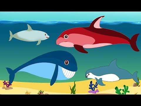 Ten Little Baby Whales | Baby Whale Song For Kids | Learn Sea Animals Names