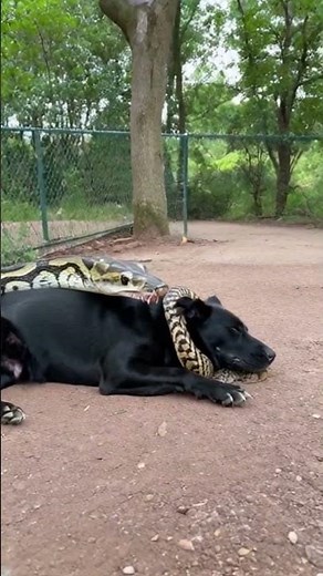 Terrifying Encounter: Anaconda Attempts to Swallow Sleeping Dog