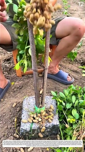 Pulling Peanuts: How a Manual Tool Separates Plants from Soil
