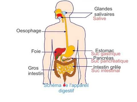 appareil digestif et représentation classe de cinquième