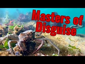 The Evolution and Biology of Spider Crabs | Decorations for Disguise