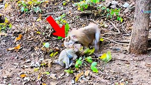 laugh with the best video clips of all time with tiny baby So cute and funny very | Monkey TV