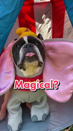 Eric Charming on TikTok