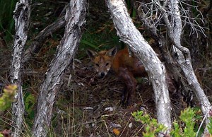 Red foxes in Australia - Alchetron, The Free Social Encyclopedia