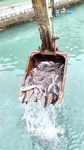 Fish Transport Tip: Excavator Moves Large Batches Faster with Less Damage 🐟