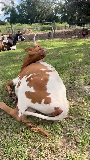 How to Ride a Dairy cow 🐄 #farmlife #cow #dairy