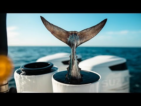 Offshore Fishing Live Stream