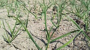 553K views · 4.9K reactions | Information regarding garlic sowing and onion Transplanting | Kashmir Agriculture information organic farming | Facebook