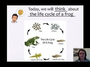 Life Cycle of a Frog