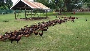 More stag coming soon... | Rafael Nene Abello Gamefarm