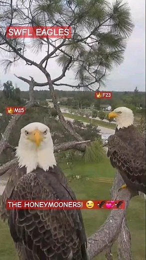 SWFL EAGLE CAM ~ THE HONEYMOONERS! 😉 M15 & F23 🦅💓🦅 10/9/23 #swfec #eagle #baldeagle #explore