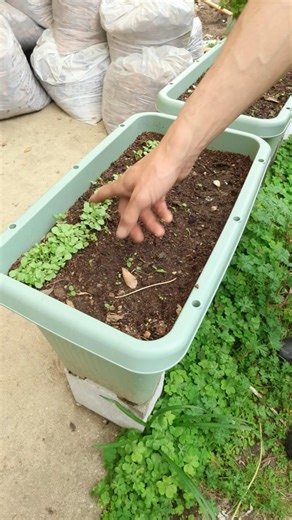 Thinning is perfectly fine! #homegardening
